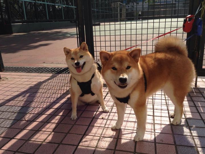 九游app官网下载-_古城壁球赛：传统文化与现代运动碰撞_，古城壁画