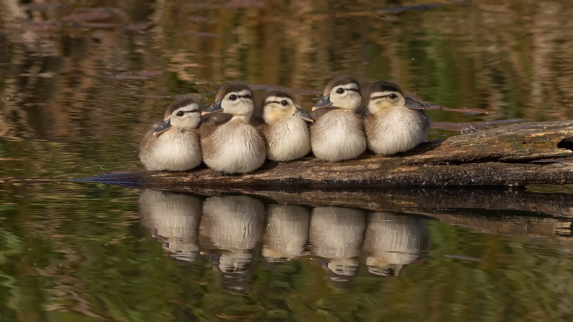 “NBA全明星赛名单公布,看点十足”,nba的全明星赛