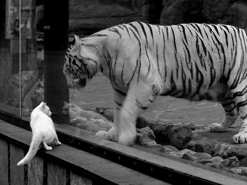 九游下载官网-_魔术队士气激增，追逐季后赛梦想_，魔术队2020