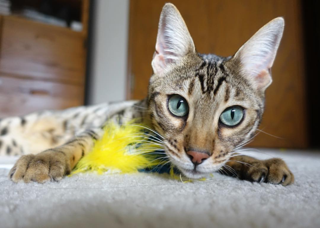 国足视频分析团队揭示战术变化趋势,国足视频集锦高清