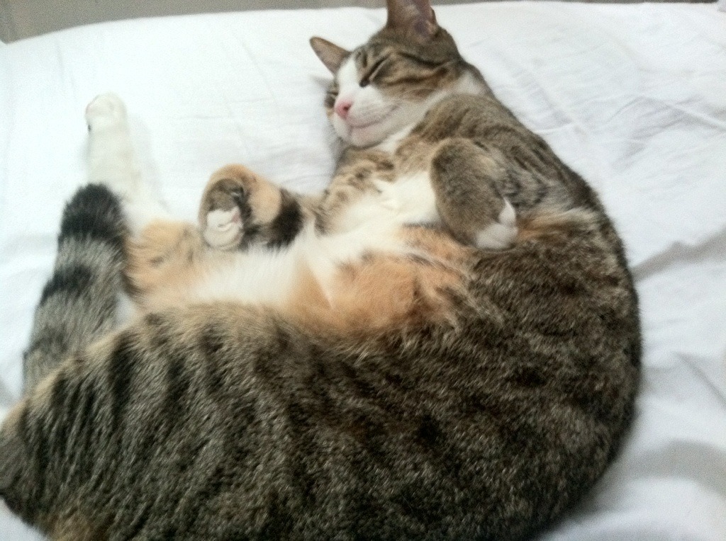 九游网页版官网-国际滑冰联合会推动青少年冰雪运动普及，国际滑冰比赛