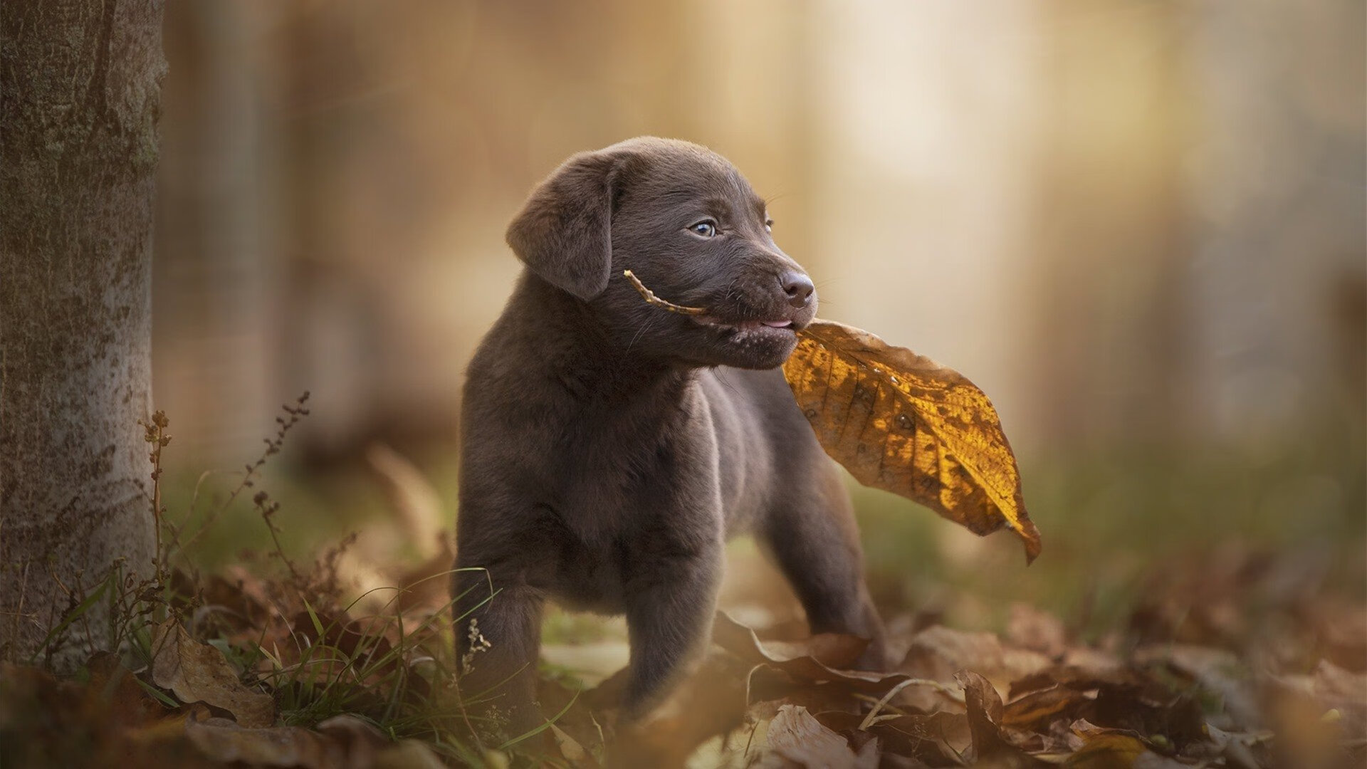 九游娱乐(jiuyou)官方网站-墨西哥马术协会推出马匹健康管理系统，提升马匹福利。，墨西哥马拉松运动员