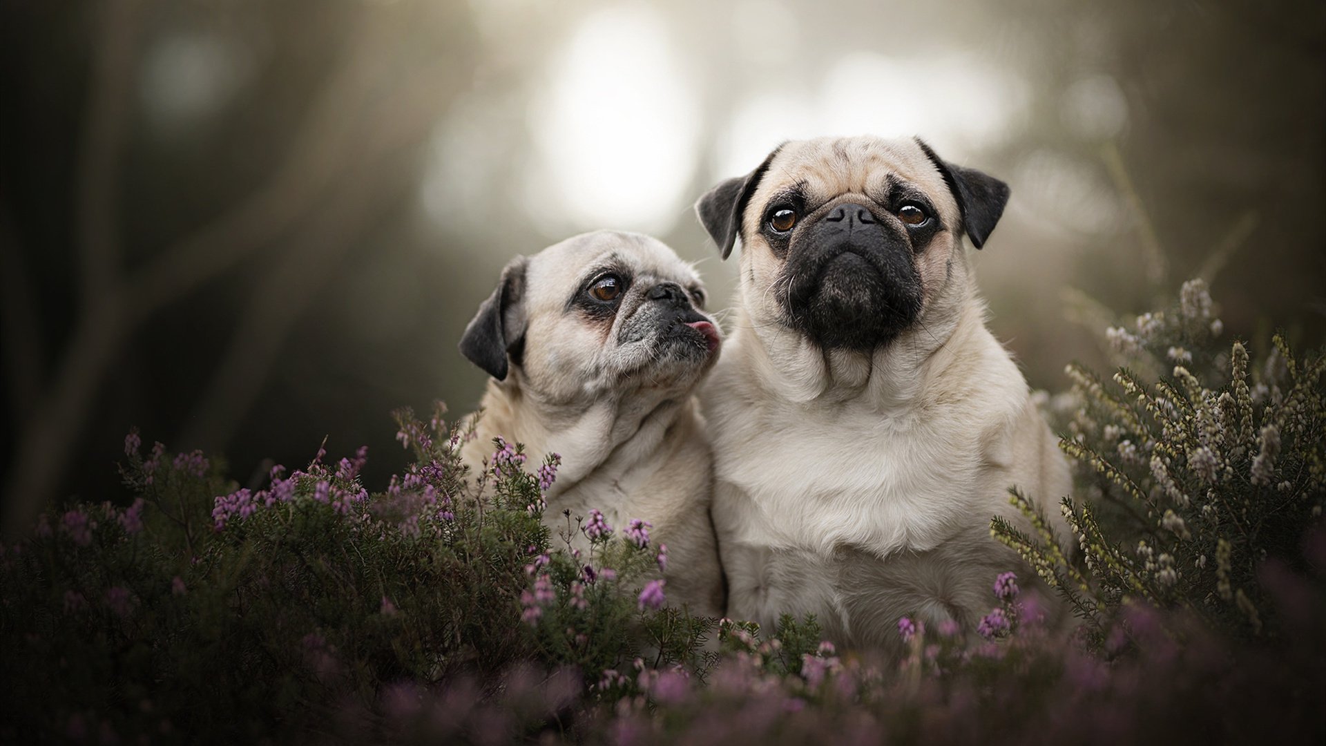 利物浦准备与对手进行友谊赛磨合战术,利物浦合作伙伴