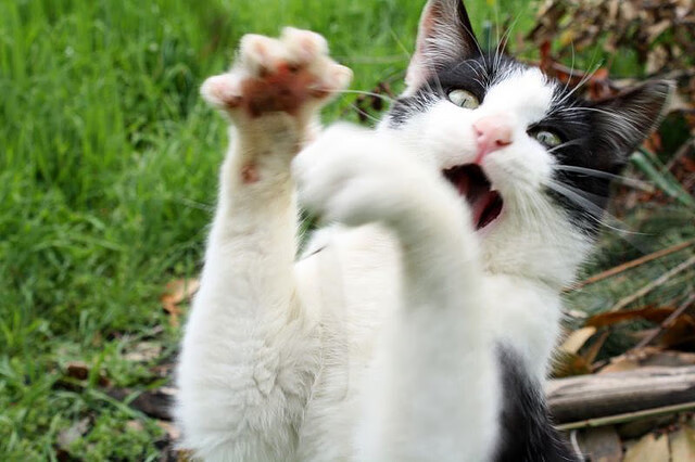 波斯尼亚队砥砺前行,迈向胜利之路,波斯尼亚国