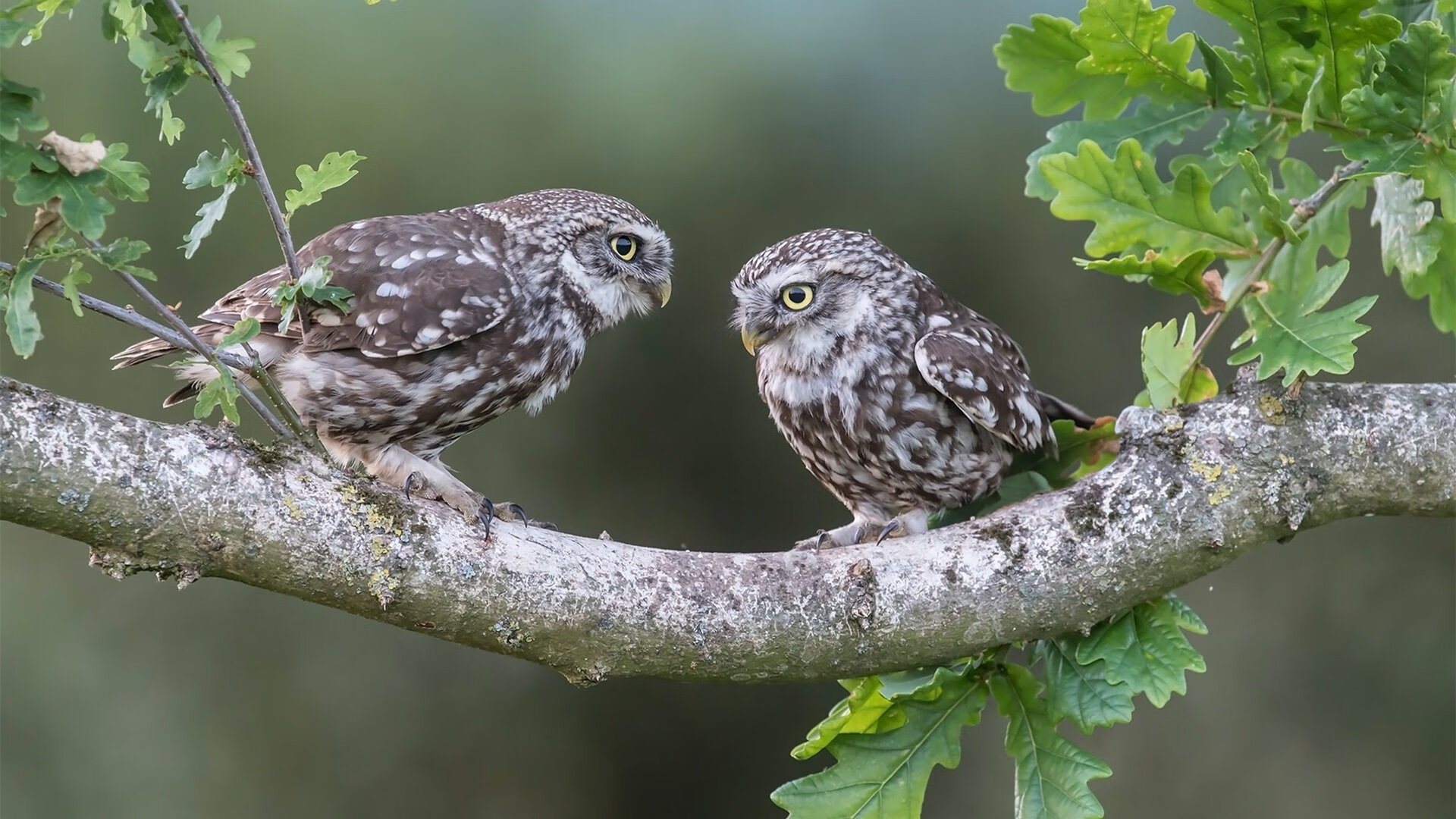 深圳马可波罗球队战术调整有效,深圳马可波罗队主场