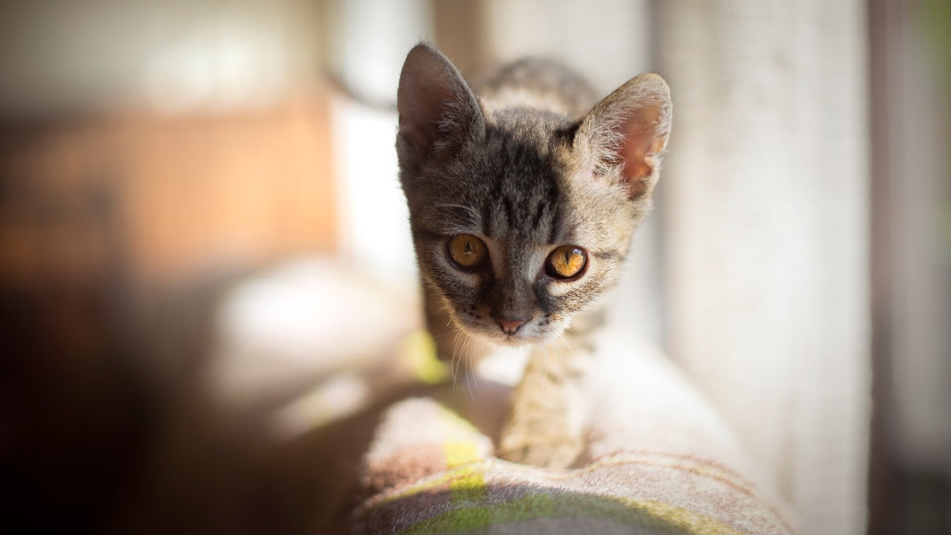 篮球专项技能动作规范化训练标准制定与实践，篮球专项技术讲解