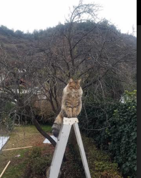 CBA联盟加强裁判评估机制确保比赛公正性,cba联赛裁判员执裁原则