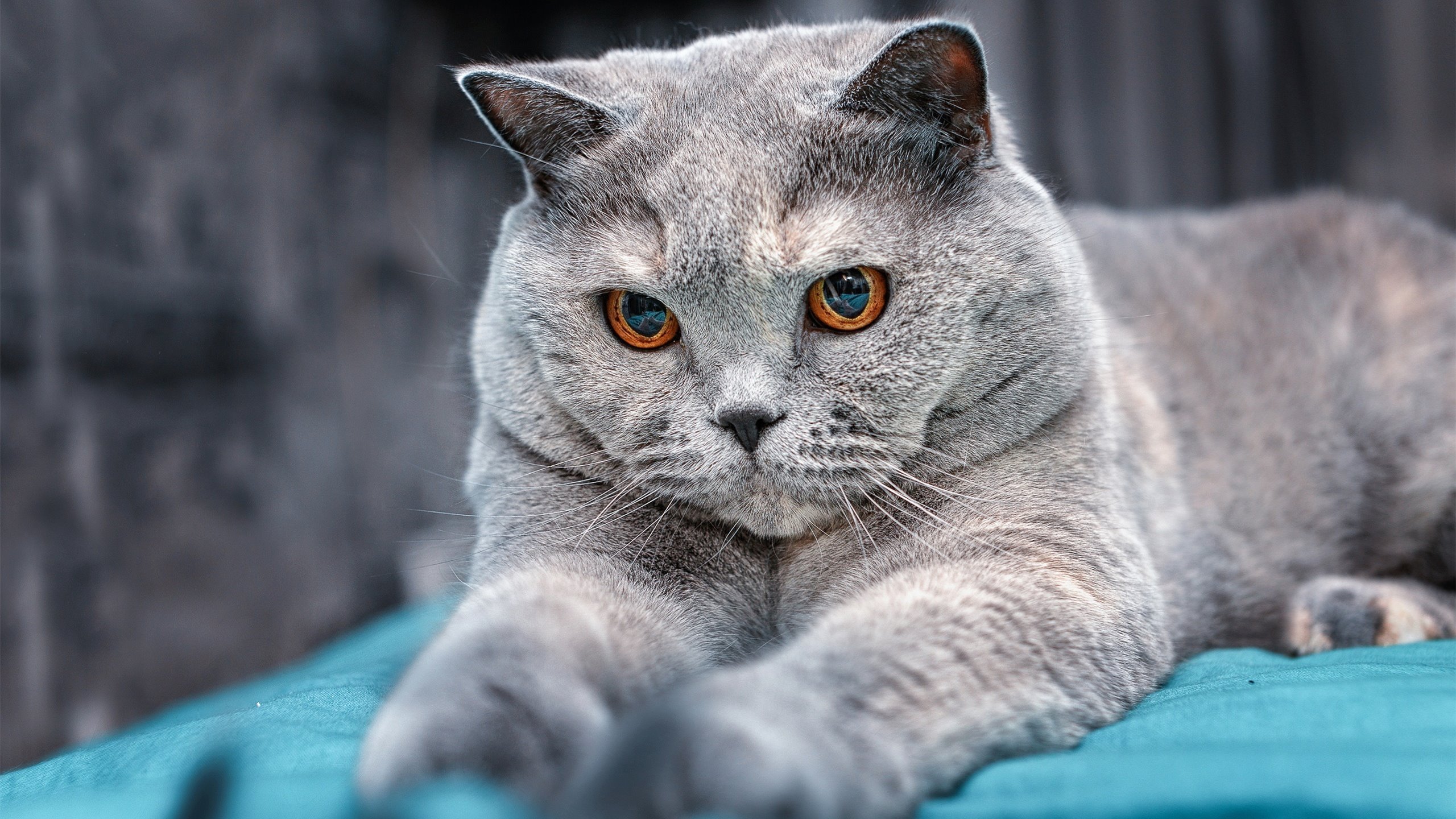 九游9游-尤文图斯提升进攻纵深打破防线压制，尤文图斯战术