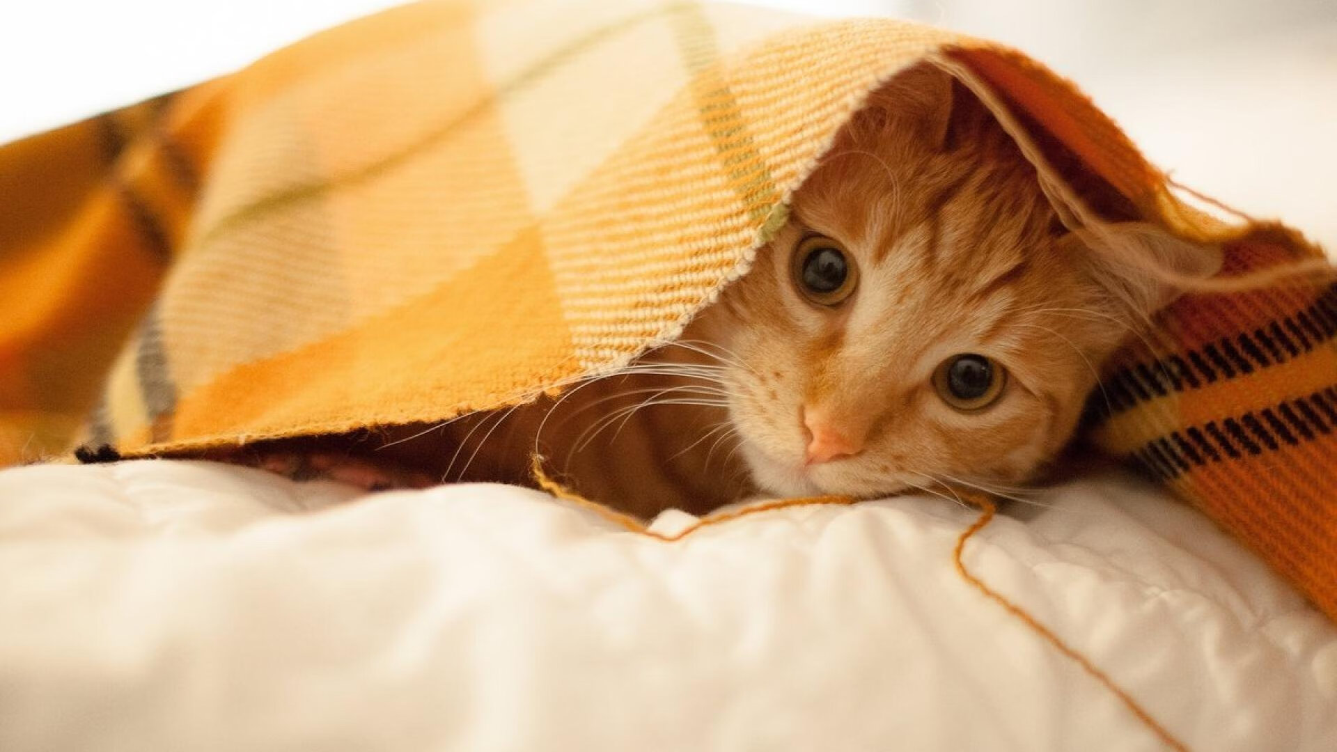 -滑雪公开赛青少年组竞争激烈雪场人气旺，全国青少年夏季滑雪挑战赛直播