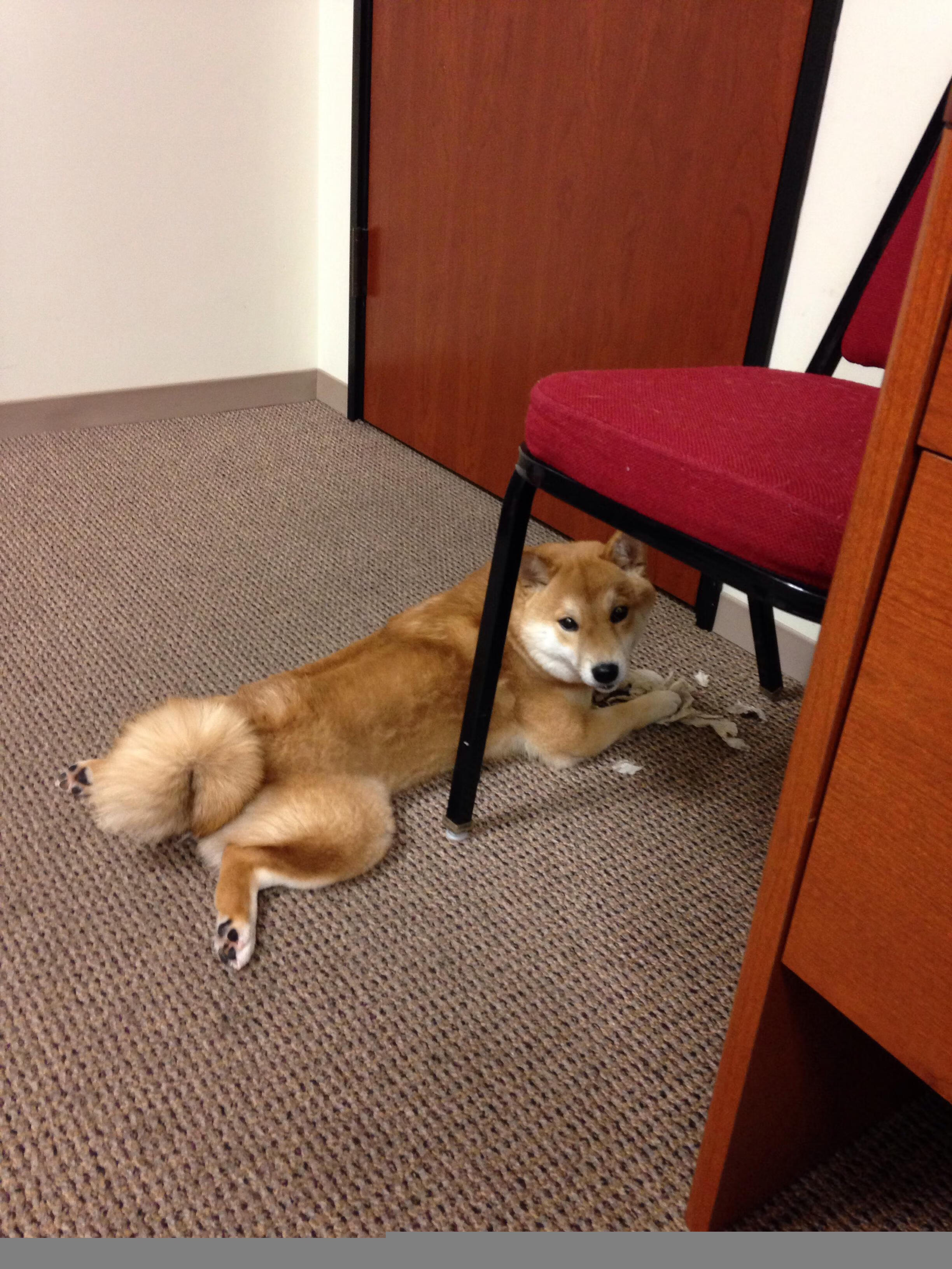 JIU YOU GAME-乌拉圭女篮在南美锦标赛中展现新风貌，迈向世界舞台，乌拉圭 南美