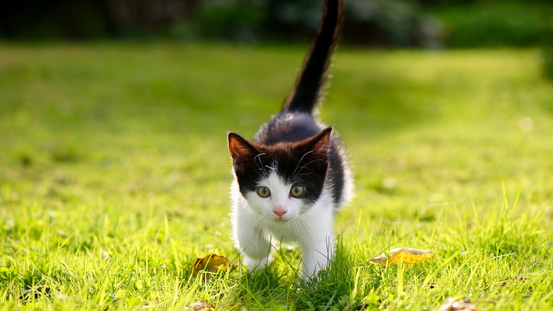 美洲杯明星闪耀:斗志激昂,精彩不断!,美洲杯原名