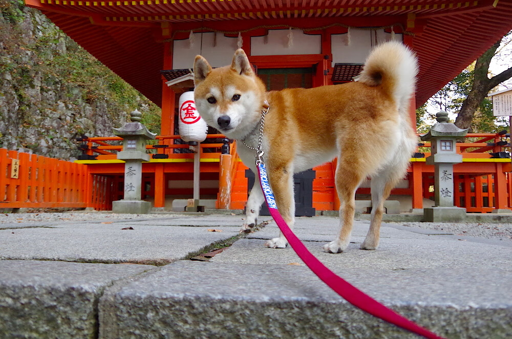 英超单场精彩:逆转、绝杀让人久久难忘!,英超逆袭夺冠
