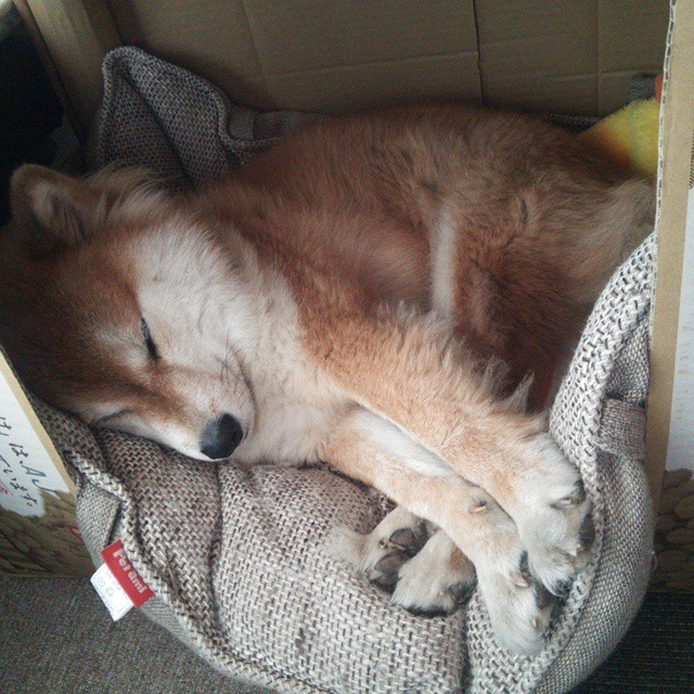 马耳他男篮在欧洲预赛中奋勇拼搏,争创佳绩